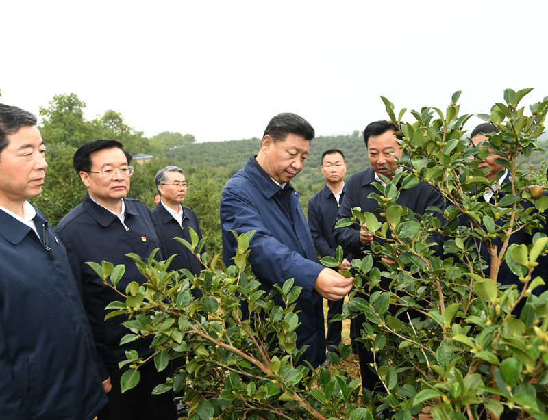 　　9月16日至18日，中共中央總書記、國家主席、中央軍委主席習(xí)近平在河南考察。這是17日上午，習(xí)近平來到信陽市光山縣槐店鄉(xiāng)司馬光油茶園，實(shí)地察看油茶樹種植和掛果情況。新華社記者 謝環(huán)馳 攝